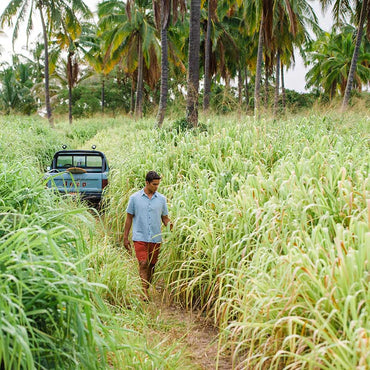 Person walking through a lush field