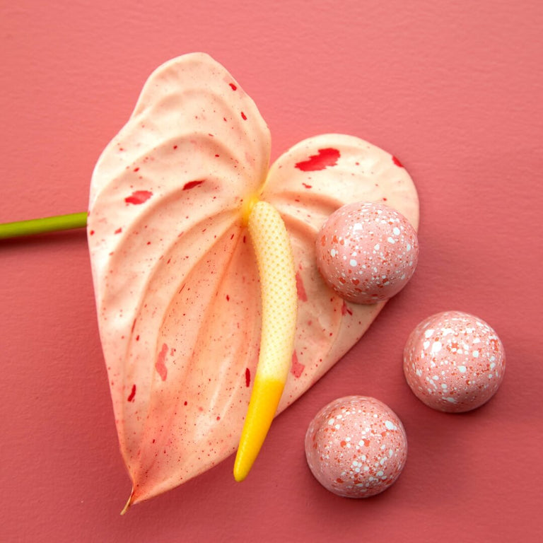 Seeker Macadamia Praline 6-Piece Bon Bons