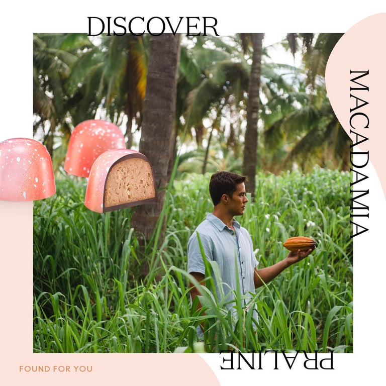 Seeker Macadamia Praline 6-Piece Bon Bons