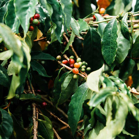 Live coffee beans on the plant