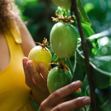 Hand holding ripe fruit next to fruit still on the vine