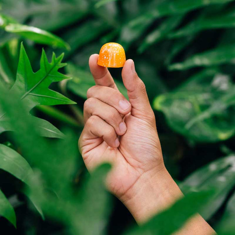 Hand holding a KOHO BonBon between thumb and forefinger in the midst of lush tropical leaves