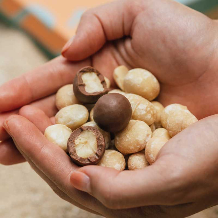 Hands holding macadamia nuts and KOHO chocolate-covered macadamias